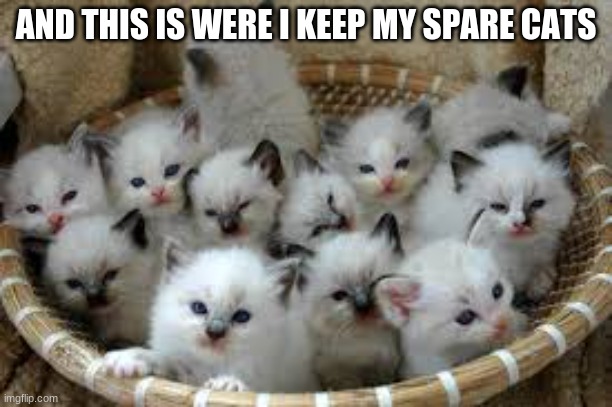 cats in basket | AND THIS IS WERE I KEEP MY SPARE CATS | image tagged in cats in basket | made w/ Imgflip meme maker