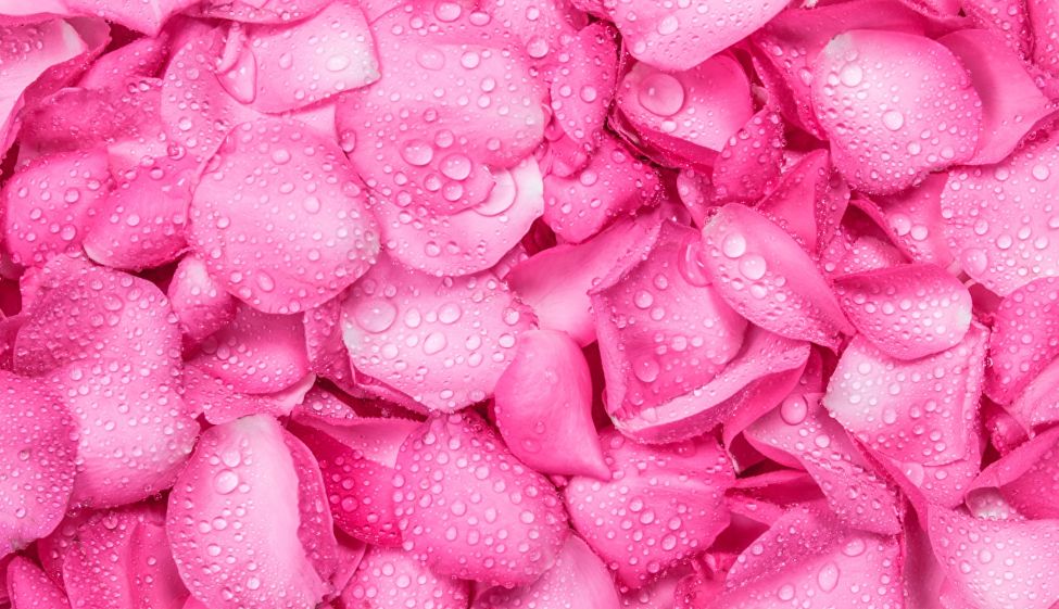 High Quality Pink rose pedals background Blank Meme Template