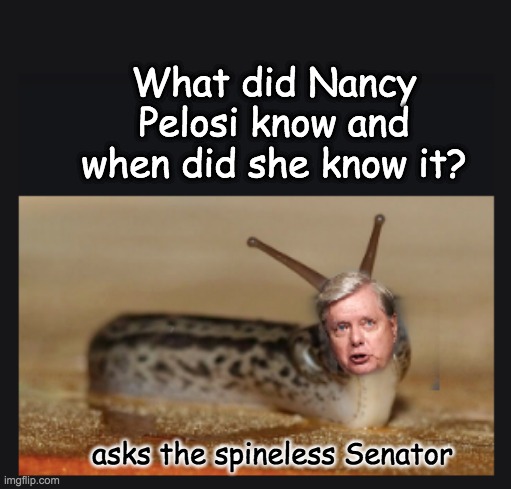Grahamia slimensis, an uncommon garden pest | What did Nancy Pelosi know and when did she know it? asks the spineless Senator | image tagged in slimesy graham,lindsey graham,slug,impeachment | made w/ Imgflip meme maker