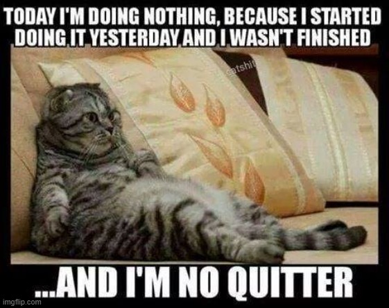 I'm no quitter | image tagged in cat,chill,peaceful,lazy,keep calm,take it easy | made w/ Imgflip meme maker
