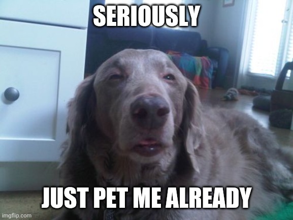 I let my friend make a meme | SERIOUSLY; JUST PET ME ALREADY | image tagged in memes,high dog | made w/ Imgflip meme maker