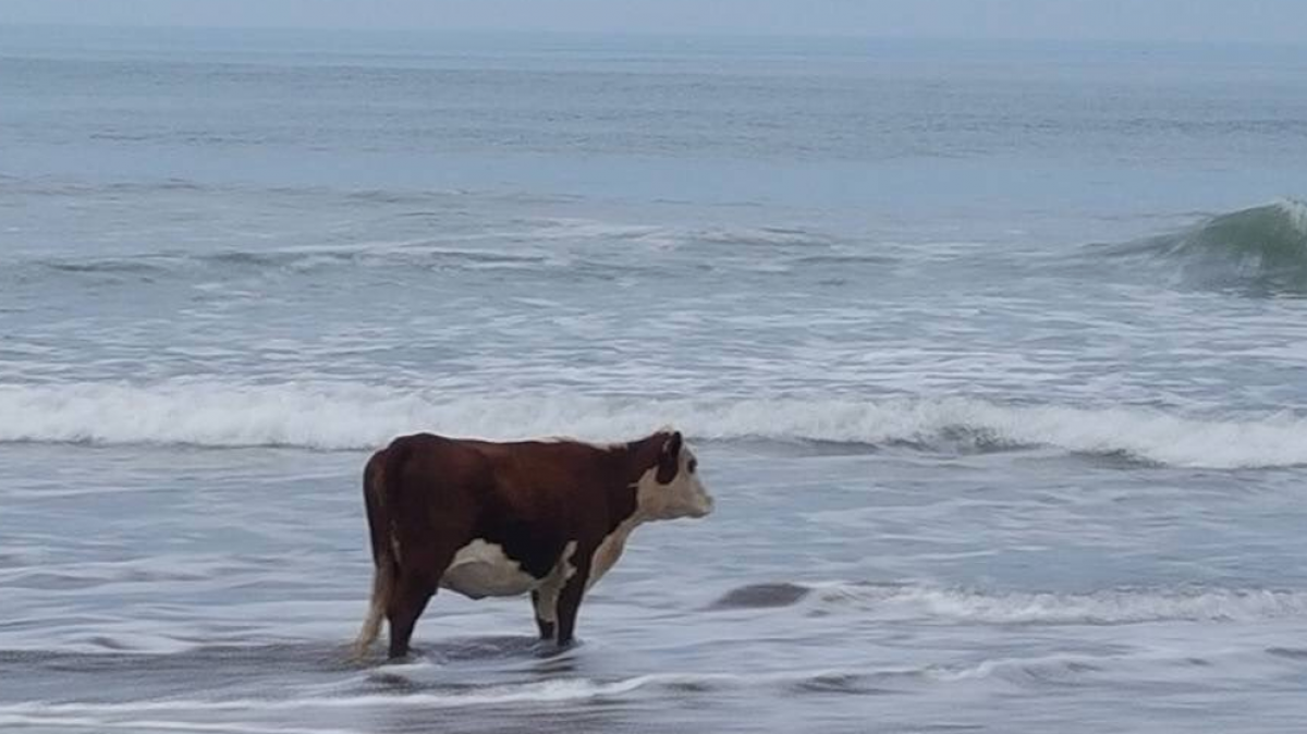 Vaca en la playa Blank Meme Template