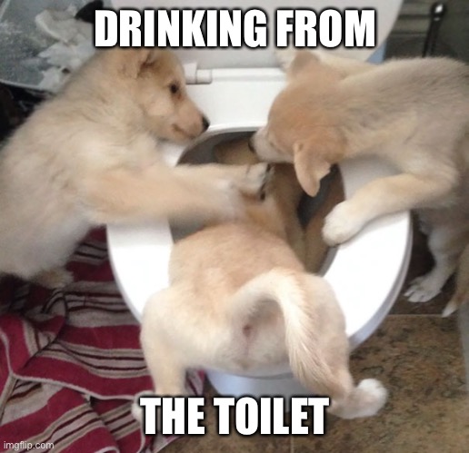 Doggo Waterboarding | DRINKING FROM THE TOILET | image tagged in doggo waterboarding | made w/ Imgflip meme maker