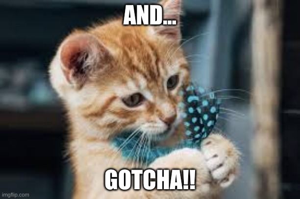 finally caught it | AND... GOTCHA!! | image tagged in cats,kittens,cat memes | made w/ Imgflip meme maker