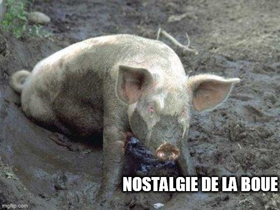 Pig in Mud | NOSTALGIE DE LA BOUE | image tagged in pig in mud | made w/ Imgflip meme maker