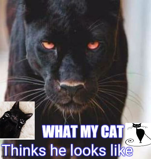 Cats | Thinks he looks like; WHAT MY CAT | image tagged in funny memes | made w/ Imgflip meme maker