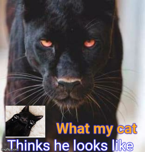DMB-Catitude | Thinks he looks like; What my cat | image tagged in warrior cats | made w/ Imgflip meme maker