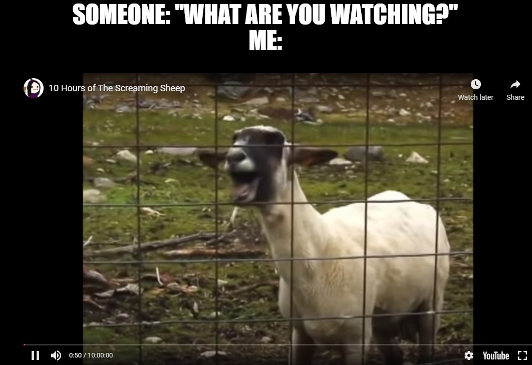 SOMEONE: "WHAT ARE YOU WATCHING?"
ME: | image tagged in goat,sheep,youtube | made w/ Imgflip meme maker