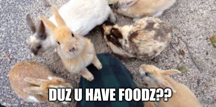 no title needed | DUZ U HAVE FOODZ?? | image tagged in bunnies | made w/ Imgflip meme maker