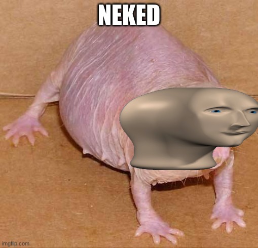 naked mole rat | NEKED | image tagged in naked mole rat | made w/ Imgflip meme maker