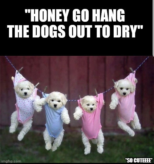 This made my da......my month | "HONEY GO HANG THE DOGS OUT TO DRY"; *SO CUTEEEE* | image tagged in dogs,cute,hanging | made w/ Imgflip meme maker