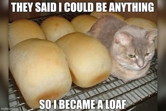 Cats just wanna be 'Loafin | image tagged in cute,trendy,awesome,cool,kid-friendly | made w/ Imgflip meme maker