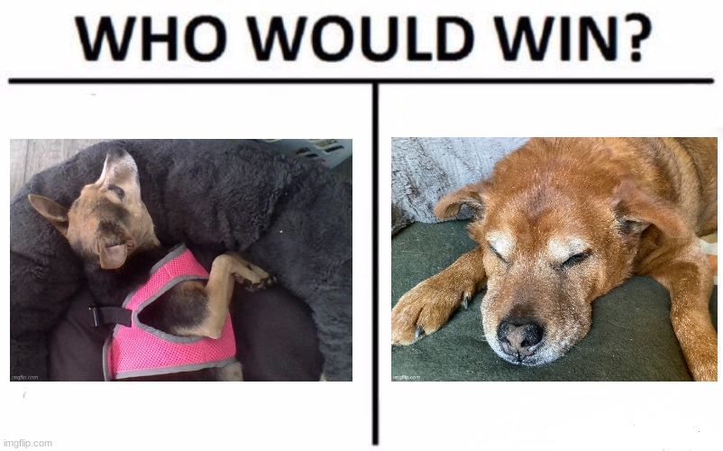 Cuteness contest! | image tagged in memes,who would win | made w/ Imgflip meme maker