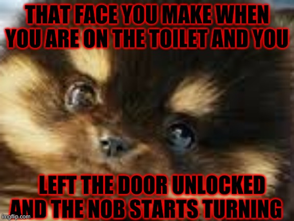This is not a repost I ran out of submissions | THAT FACE YOU MAKE WHEN YOU ARE ON THE TOILET AND YOU; LEFT THE DOOR UNLOCKED AND THE NOB STARTS TURNING | image tagged in dog | made w/ Imgflip meme maker