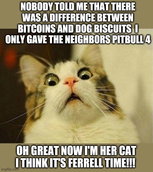 what's the big deal only 4 | NOBODY TOLD ME THAT THERE WAS A DIFFERENCE BETWEEN BITCOINS AND DOG BISCUITS  I ONLY GAVE THE NEIGHBORS PITBULL 4; OH GREAT NOW I'M HER CAT I THINK IT'S FERRELL TIME!!! | image tagged in memes,scared cat | made w/ Imgflip meme maker