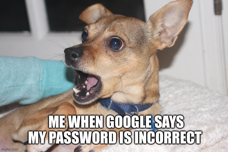 Dog meme | ME WHEN GOOGLE SAYS MY PASSWORD IS INCORRECT | image tagged in funny dog memes | made w/ Imgflip meme maker