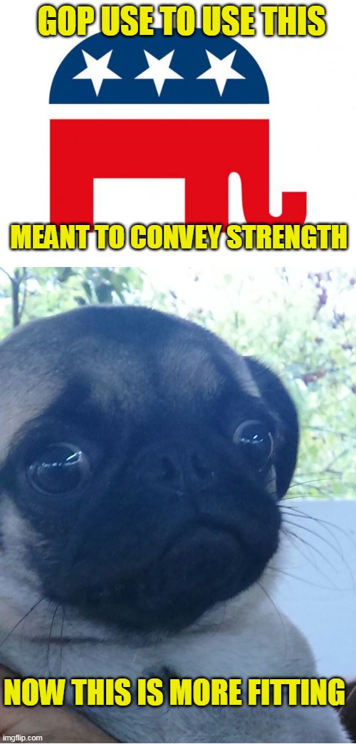 Please mister trump, don't hit me anymore. I'll roll over for you anytime | GOP USE TO USE THIS; MEANT TO CONVEY STRENGTH; NOW THIS IS MORE FITTING | image tagged in republican,scared dog | made w/ Imgflip meme maker