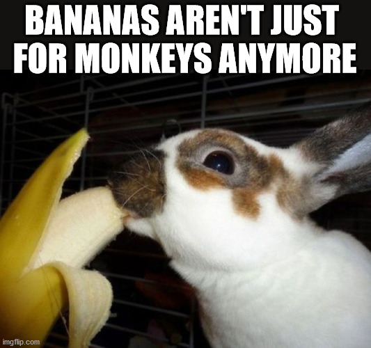 BANANAS AREN'T JUST 
FOR MONKEYS ANYMORE | image tagged in bunnies | made w/ Imgflip meme maker