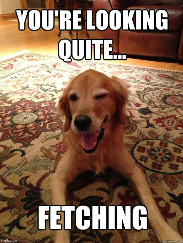 image tagged in dogs | made w/ Imgflip meme maker