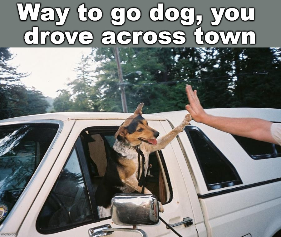 Way to go dog, you 
drove across town | image tagged in dogs | made w/ Imgflip meme maker