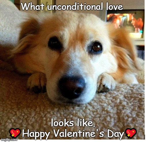 Happy Valentine's Day | What unconditional love; looks like. 💖Happy Valentine's Day💖 | image tagged in dogs | made w/ Imgflip meme maker