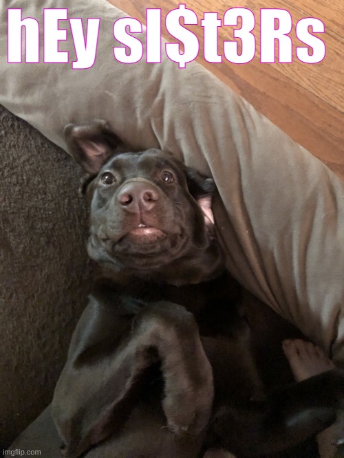 Luna the dog, The meme's not that good but she is pretty funny by herself :) | hEy sI$t3Rs | image tagged in lunathedog,hey,sister | made w/ Imgflip meme maker