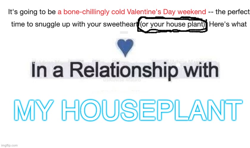 I see CNN news is being realistic today | MY HOUSEPLANT | image tagged in in a relationship,houseplant,lol so funny,girlfriend | made w/ Imgflip meme maker