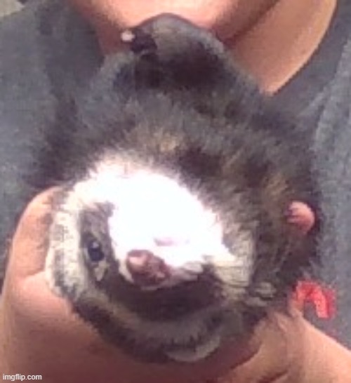 upside down ferret | image tagged in upside down ferret | made w/ Imgflip meme maker