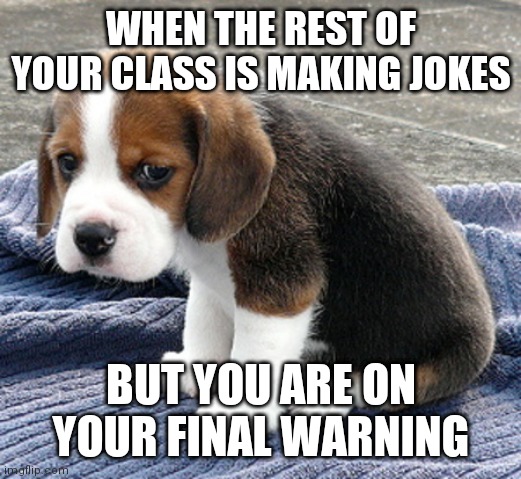 Sad times |  WHEN THE REST OF YOUR CLASS IS MAKING JOKES; BUT YOU ARE ON YOUR FINAL WARNING | image tagged in sad dog | made w/ Imgflip meme maker