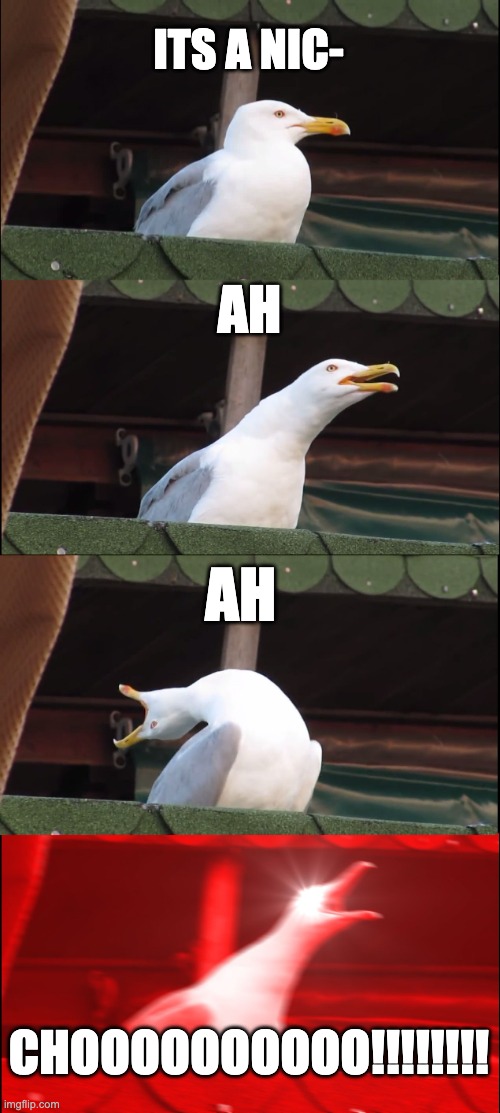 sneezing duc | ITS A NIC-; AH; AH; CHOOOOOOOOOO!!!!!!!! | image tagged in memes,inhaling seagull | made w/ Imgflip meme maker