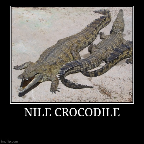 Nile Crocodile | image tagged in demotivationals,crocodile | made w/ Imgflip demotivational maker
