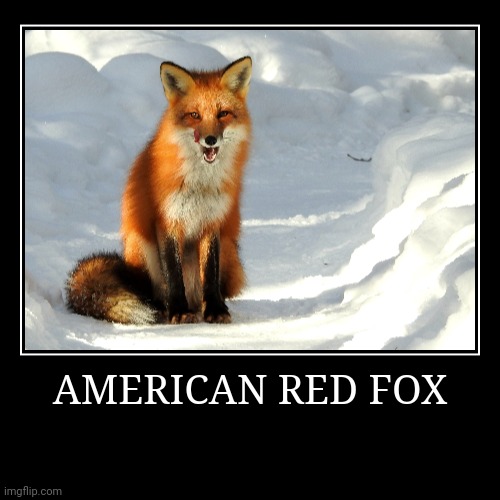 American Red Fox | AMERICAN RED FOX | | image tagged in demotivationals,fox | made w/ Imgflip demotivational maker