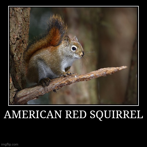 American Red Squirrel | image tagged in demotivationals,squirrel | made w/ Imgflip demotivational maker
