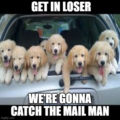 Me and the bois | GET IN LOSER; WE'RE GONNA CATCH THE MAIL MAN | image tagged in puppies,funny | made w/ Imgflip meme maker