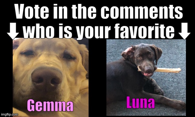 Who is your favorite? Luna or Gemma | Vote in the comments ⬇who is your favorite⬇; Luna; Gemma | image tagged in dogs,vote,comment | made w/ Imgflip meme maker