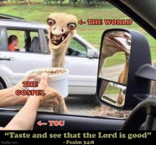 Know God and Make Him Known | image tagged in ostritch,gospel,jesus,psalm 34 8,taste and see | made w/ Imgflip meme maker