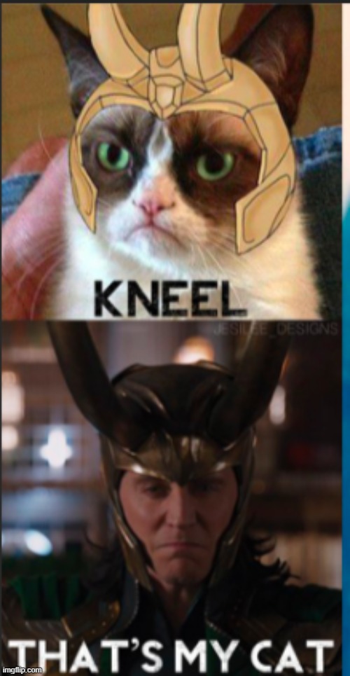 image tagged in kneel,thats my cat,loki,grumpy cat | made w/ Imgflip meme maker