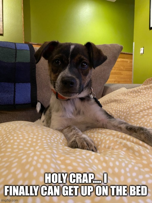 I made it | HOLY CRAP.... I FINALLY CAN GET UP ON THE BED | image tagged in cute dog | made w/ Imgflip meme maker