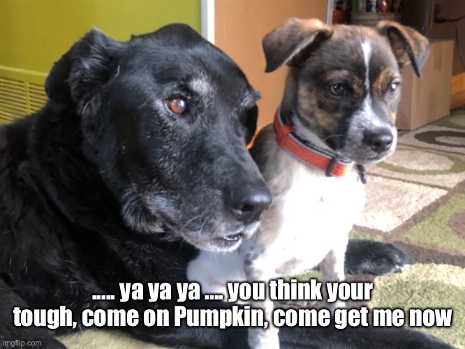 Buddy | ..... ya ya ya .... you think your tough, come on Pumpkin, come get me now | image tagged in funny dog memes | made w/ Imgflip meme maker