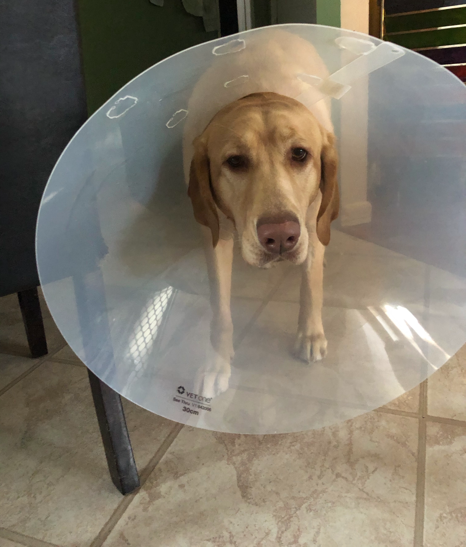 High Quality Dog in cone Blank Meme Template