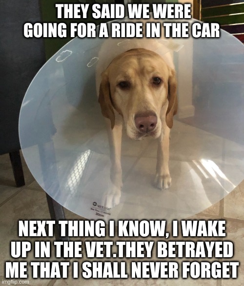 Dog in cone meme (guilt) | THEY SAID WE WERE GOING FOR A RIDE IN THE CAR; NEXT THING I KNOW, I WAKE UP IN THE VET.THEY BETRAYED ME THAT I SHALL NEVER FORGET | image tagged in dog in cone | made w/ Imgflip meme maker