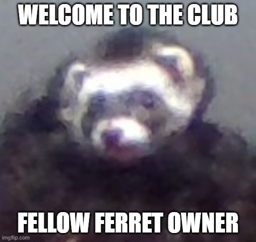 zach's ferret | WELCOME TO THE CLUB FELLOW FERRET OWNER | image tagged in zach's ferret | made w/ Imgflip meme maker