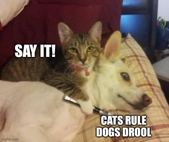 Cats rule dogs drool | SAY IT! CATS RULE DOGS DROOL | image tagged in cat killing dog,cats | made w/ Imgflip meme maker