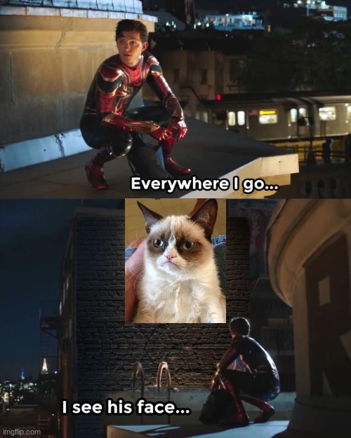 Grumpy cat | image tagged in everywhere i go i see his face | made w/ Imgflip meme maker