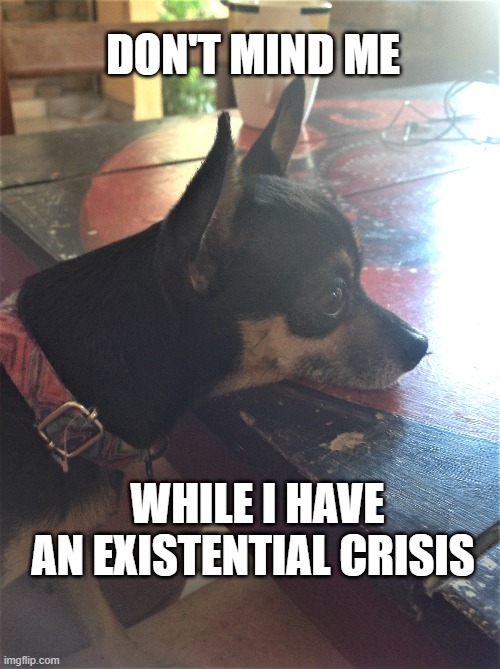 Existential Crisis | DON'T MIND ME; WHILE I HAVE AN EXISTENTIAL CRISIS | image tagged in funny,funny memes,funny animals,existential crisis | made w/ Imgflip meme maker