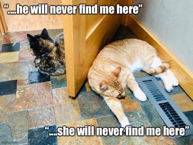 Hiding | “....he will never find me here”; “....she will never find me here” | image tagged in funny cats | made w/ Imgflip meme maker