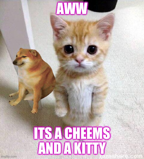 Cute Cat Meme | AWW; ITS A CHEEMS AND A KITTY | image tagged in memes,cute cat | made w/ Imgflip meme maker