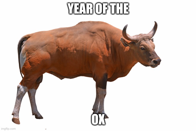 YEAR OF THE; OX | made w/ Imgflip meme maker