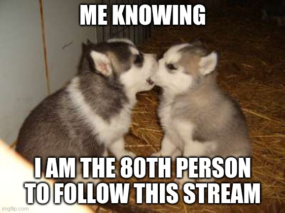 Cute Puppies | ME KNOWING; I AM THE 80TH PERSON TO FOLLOW THIS STREAM | image tagged in memes,cute puppies | made w/ Imgflip meme maker