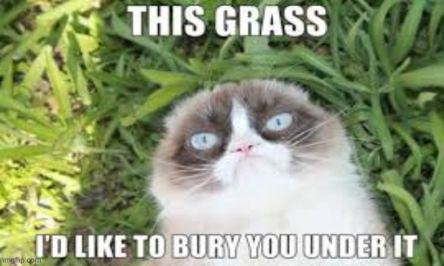 I want to bury you | image tagged in grumpy cat | made w/ Imgflip meme maker